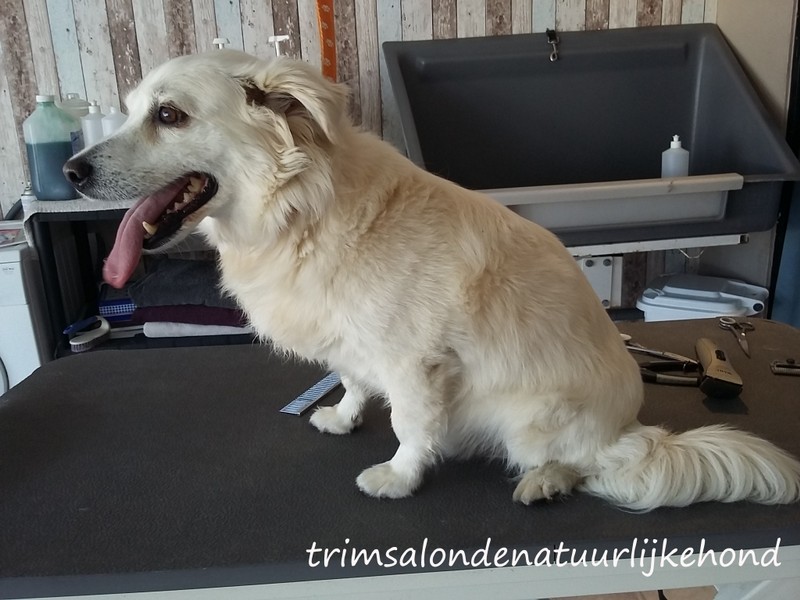 Contact Hond